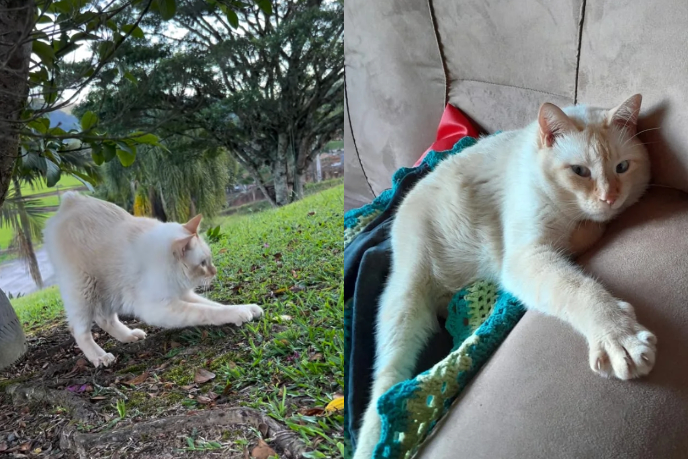 Neném resting outdoors